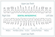 Teeth infographic