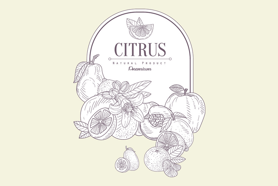 Citrus, Hand drawn Vector in Illustrations - product preview 8