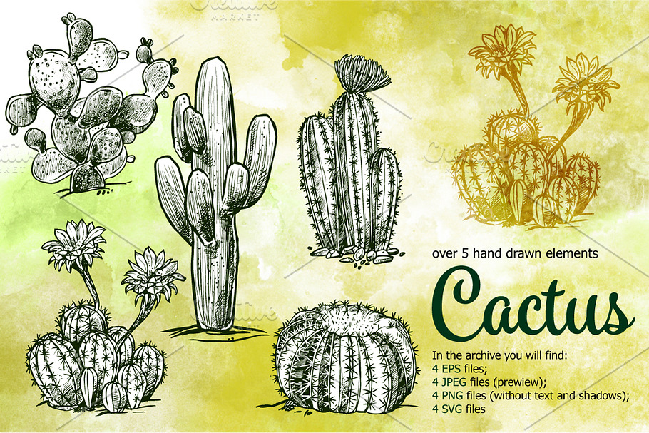Cactus Sketch Set in Illustrations - product preview 8