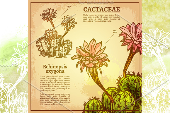 Cactus Sketch Set in Illustrations - product preview 1