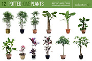 12 Potted Home Plants vol.1