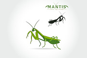 Beetle praying mantis isolated