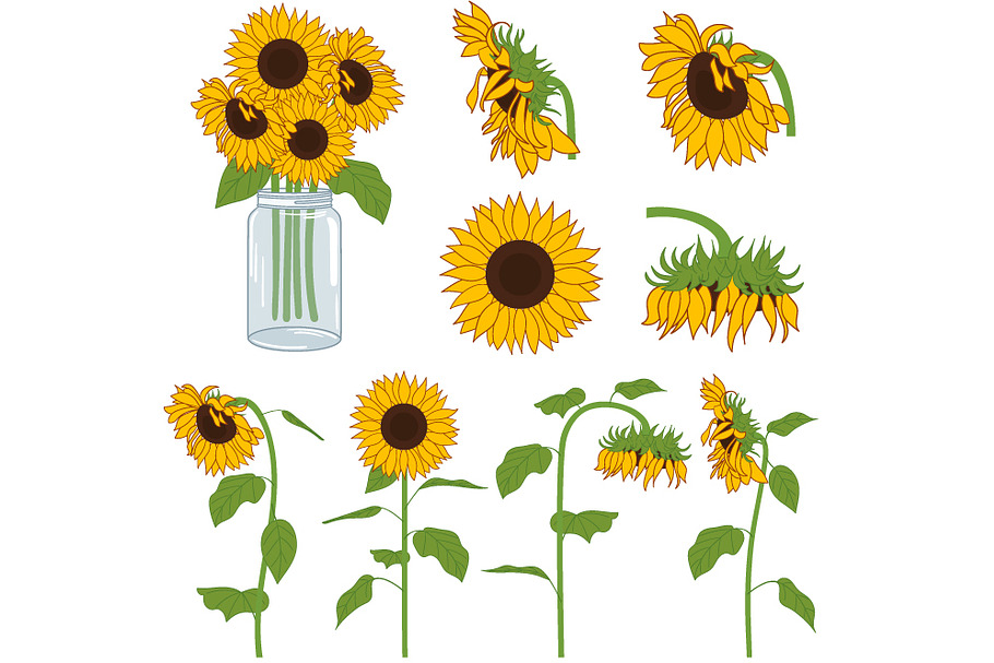 Sunflowers Set in Illustrations - product preview 8
