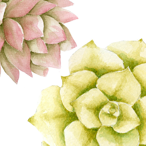Succulents clipart in Illustrations - product preview 2