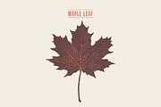 Illustration of a maple leaf