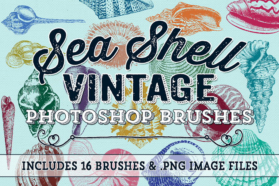 Vintage Sea Shell Photoshop Brushes in Photoshop Brushes - product preview 8
