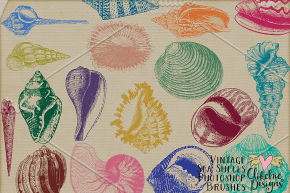 Vintage Sea Shell Photoshop Brushes in Photoshop Brushes - product preview 4