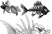 skeleton of five different fish