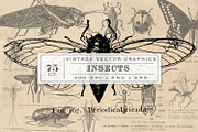 Antique Insect Vector Graphics