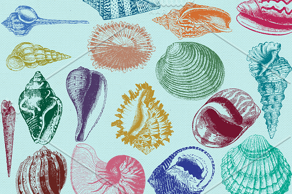 Vintage Sea Shell Photoshop Brushes in Photoshop Brushes - product preview 5