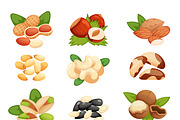 Set of nuts vector