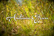 Autumn Grass 7 photoset