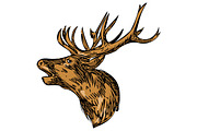Red Deer Stag Head Roaring Drawing