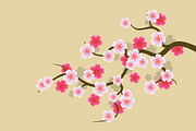Sakura Flowers Background