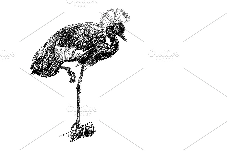 The african crowned crane bird in Illustrations - product preview 8