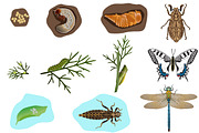 Metamorphosis of insects
