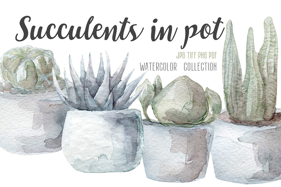 4 Succulents watercolor collection in Illustrations - product preview 8