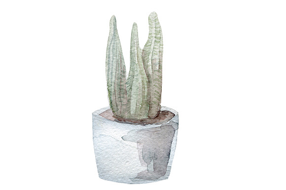 4 Succulents watercolor collection in Illustrations - product preview 1