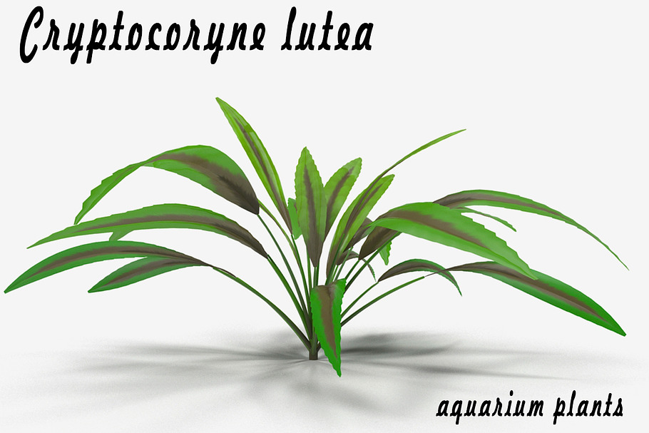 Cryptocoryne lutea