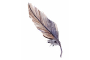 Watercolor isolated feather vector