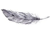 Watercolor feather isolated vector