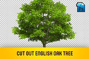 CUT OUT ENGLISH OAK TREE