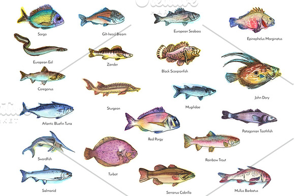 Watercolor Fish Clipart (big set) in Illustrations - product preview 2
