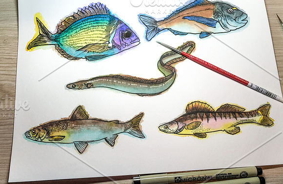 Watercolor Fish Clipart (big set) in Illustrations - product preview 11
