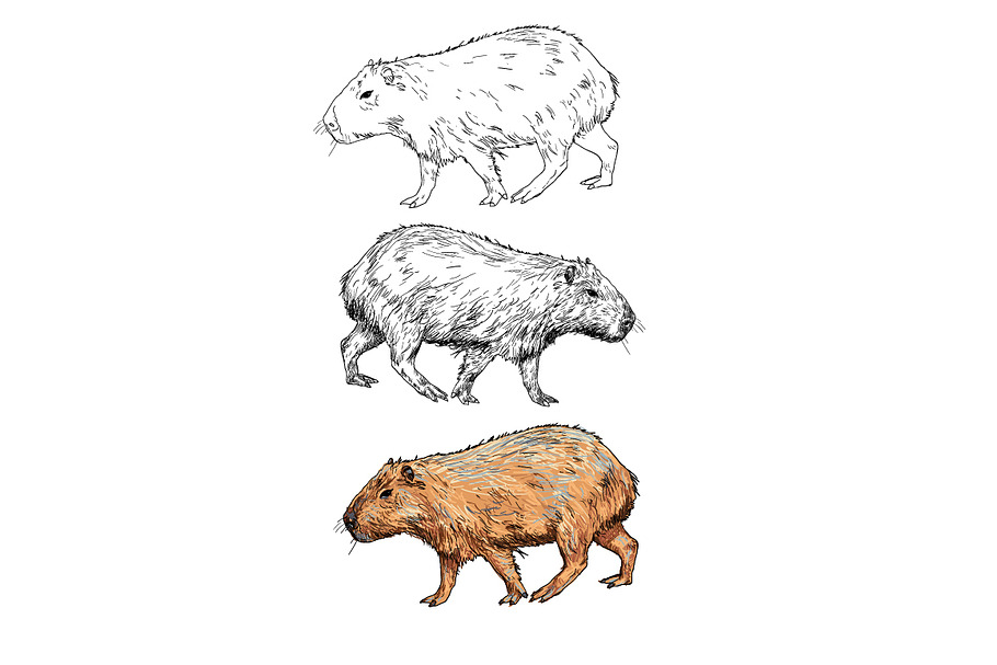 The vector of capybara in Illustrations - product preview 8