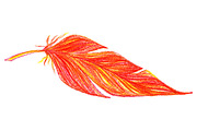 Colorful bird feather isolate vector