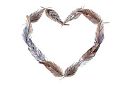 Watercolor feather heart vector
