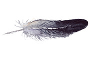 Watercolor black jay feather vector