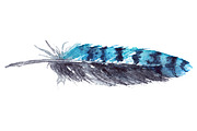 Watercolor blue jay feather vector