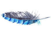Watercolor blue jay feather vector