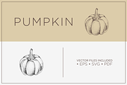 Pumpkin -Hand Drawn Vector Vegetable