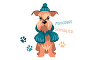 Miniature Schnauzer dog in winter hat and scarf