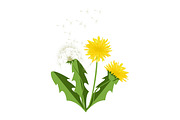 Vector illustration dandelions with leaves.