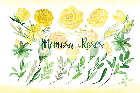 -50% Mimosa & roses flowers in Illustrations - product preview 4