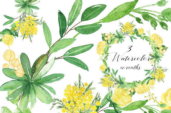 -50% Mimosa & roses flowers in Illustrations - product preview 6