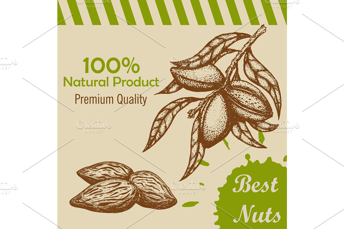 Vector template with handdrawn branch of of almonds and almond kernels. in Illustrations - product preview 8