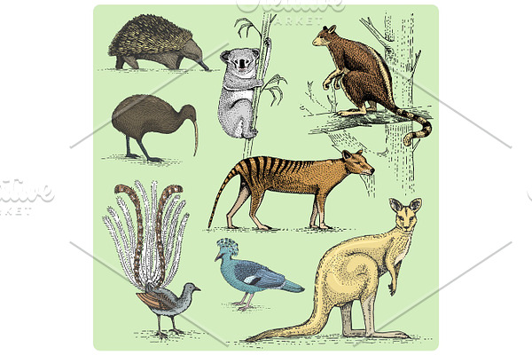 set of australian animals engraved, hand drawn vector illustration in woodcut scratchboard style, vintage drawing species.