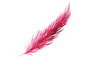 Watercolor pink bird feather