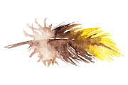 Watercolor yellow parrot feather