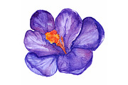 Watercolor purple crocus vector