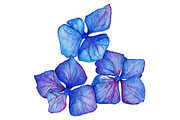 Watercolor hydrangea floral vector