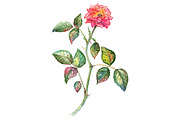 Watercolor pink shrub rose isolated