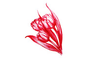Red tulips bouquet sketch vector