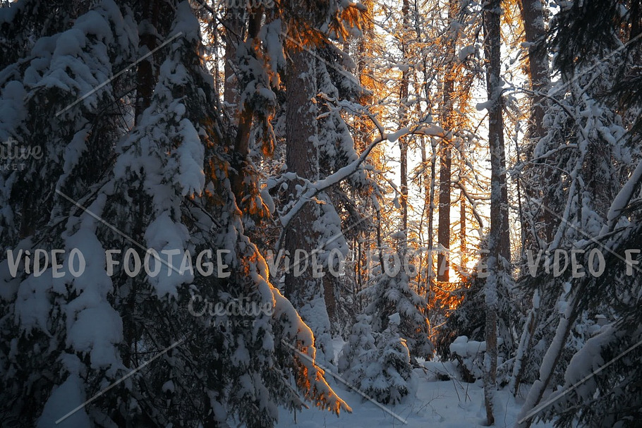 sunset in deep winter spruce forest