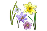Set of summer flowers, daffodil, snowdrop, crocus, sketch vector illustration