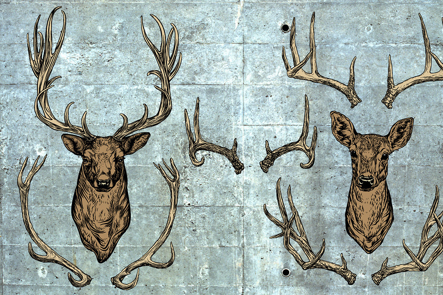  Deer and horns set. in Objects - product preview 8